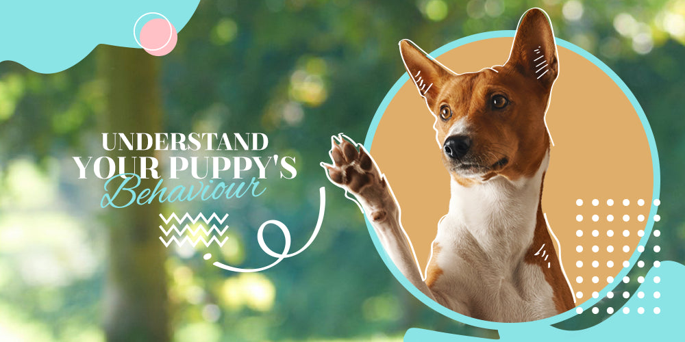 Guide to Understand Common Puppy Behavior